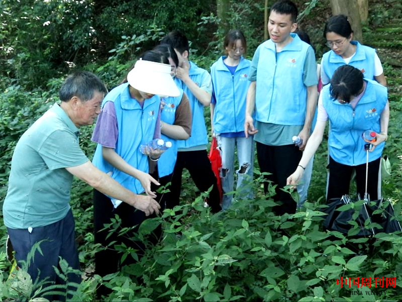 17圖為藥農(nóng)向?qū)嵺`團(tuán)成員介紹中草藥的功效以及用法，加深對(duì)中草藥知識(shí)的了解。.png